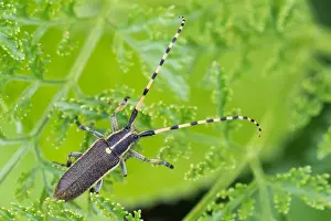 Bilder Datiert 30. Mai 2015: Marco ist ein Bild eines Insekts.