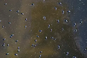Bilder Datiert 29. Mai 2016: Marco ist ein Bild eines Insekts.