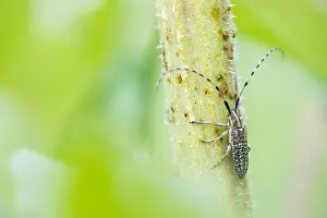 Marco ist ein Bild eines Insekts.