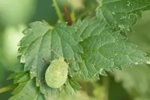 Bilder Datiert 25. August 2019: Marco ist ein Insekt.