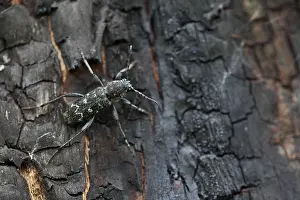 Russian Wildlife Photography Drucke: Marco image of an insect