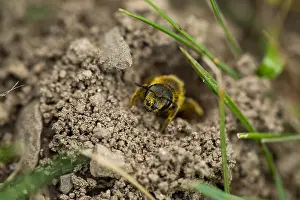 Bilder Datiert 1. August 2019: Marco ist ein Bild eines Insekts.