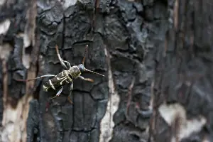 Bilder Datiert 15. Juni 2019: Marco ist ein Bild eines Insekts.