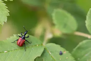 Bilder Datiert 15. Juni 2019: Marco ist ein Insektbild.