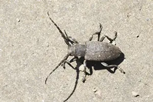 Asia Wildlife Images Drucke: Marco image of an insect