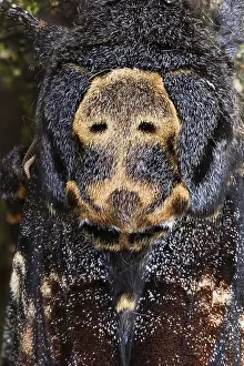 Lepidoptera Species Drucke: Marco image of an insect