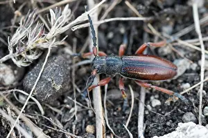 Marco ist ein Bild eines Insekts.