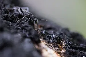 Russian Wildlife Photography Drucke: Marco image of an insect