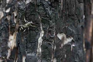 Bilder Datiert 15. Juni 2019: Marco ist ein Insektbild.