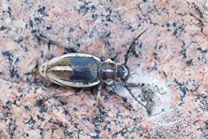 Bilder Datiert 19. Mai 2014: Marco ist ein Insektenbild.