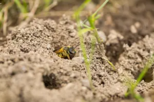 Bilder Datiert 1. August 2019: Marco ist ein Bild eines Insekts.