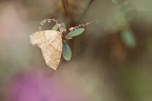 Russian Wildlife Drucke: Marco image of an insect
