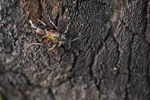 Bilder Datiert 19. Juni 2019: Marco ist ein Bild von einem Insekt.