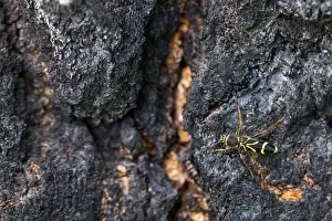 Bilder Datiert 19. Juni 2019: Marco ist ein Insekt.