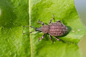 Bilder vom 6. Juni 2013: Marco ist ein Bild eines Insekts.
