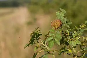 Juli Drucke: Marco ist ein Bild eines Insekts.