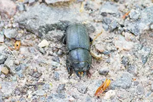 Bilder Datiert 3. Mai 2012: Marco-Bild eines Insekts