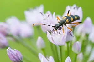 Marco ist ein Bild eines Insekts.