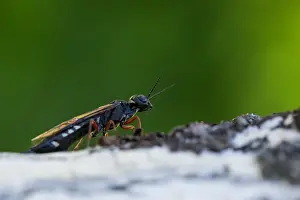 Outdoor Insect Photography Drucke: Marco image of an insect