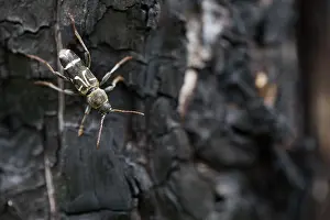 Russian Wildlife Drucke: Marco image of an insect