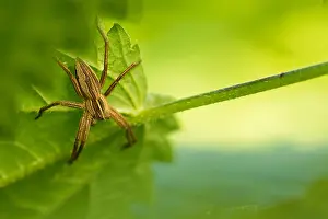 Pisaura Mirabilis Drucke: Marco image of an insect