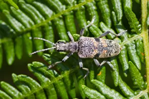 Biodiversity In Europe Drucke: Marco image of an insect