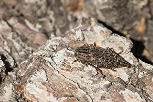 Russian Wildlife Images Drucke: Marco image of an insect