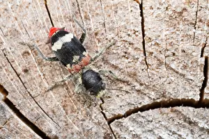 Bilder Datiert 12. Juni 2013: Marco ist ein Insektbild.