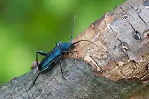 Marco-Bild eines Insekts
