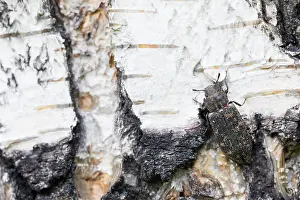 Asian Wildlife Drucke: Marco image of an insect