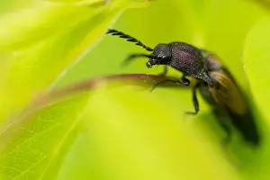 Wildlife In Russia Drucke: Marco image of an insect