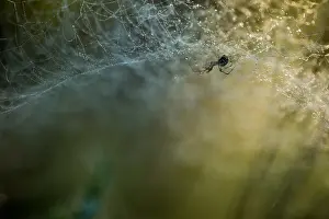 Asian Wildlife Images Drucke: Marco image of an insect