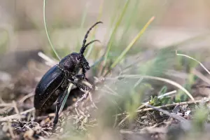 Marco ist ein Insektenbild.