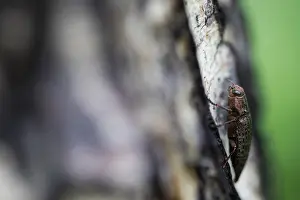 Bilder Datiert 15. Juni 2019: Marco ist ein Bild eines Insekts.