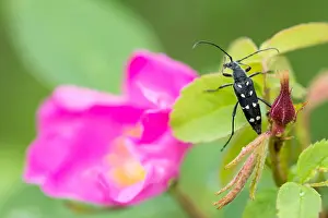 Bilder Datiert 21. Juni 2019: Marco ist ein Bild eines Insekts.