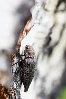 Insect Metamorphosis Process Drucke: Marco image of an insect