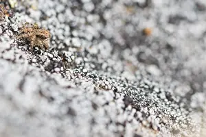 Bilder Datiert 29. Mai 2017: Marco ist ein Insektenbild.