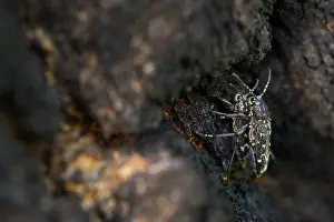Bilder Datiert 19. Juni 2019: Marco-Bild eines Insekts