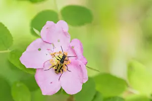 Russian Nature Photography Drucke: Marco image of an insect