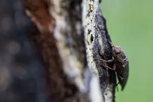 Insect Metamorphosis Process Drucke: Marco image of an insect