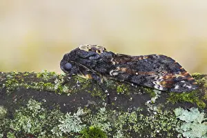 Bilder Datiert 14. September 2017: Marco-Bild eines Insekts.