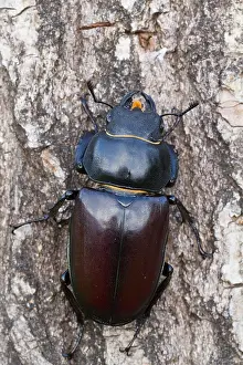 Bilder Datiert 13. Juni 2013: Marco ist ein Bild eines Insekts.