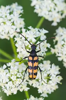 Bilder Datiert 1. August 2013: Marco ist ein Bild eines Insekts.
