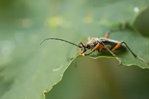Outdoor Wildlife Images Drucke: Marco image of an insect