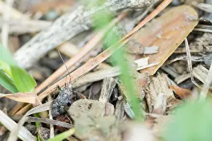 Bilder Datiert 5. August 2019: Marco ist ein Insekt.