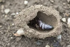 Bilder Datiert 4. Oktober 2017: Marco ist ein Bild eines Insekts.