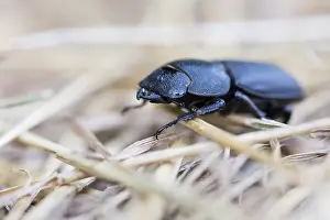 Juli Drucke: Marco ist ein Insektenbild.
