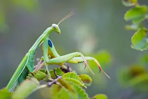 Marco ist ein Bild eines Insekts.