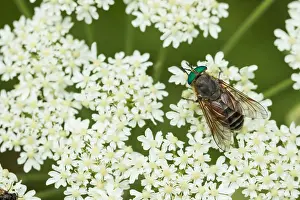 Bilder Datiert 6. August 2019: Marco ist ein Insekt.