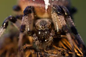 Bilder Datiert 18. August 2012: Marco ist ein Bild eines Insekts.